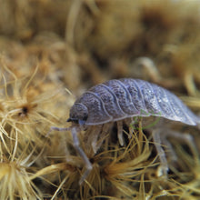 Load image into Gallery viewer, Giant Canyon Isopods (Porcellio dilatatus) : U-Pick Bundle
