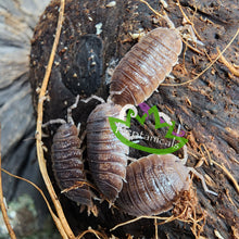 Load image into Gallery viewer, Giant Canyon Isopods for Sale Reptanicals