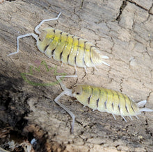 Load image into Gallery viewer, Porcellio bolivari isopods on cork bark