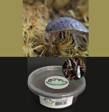 Load image into Gallery viewer, Giant Canyon isopods for sale Reptanicals.com and Tropical White Springtails