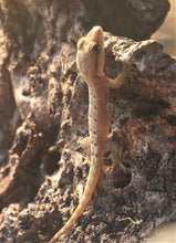 Load image into Gallery viewer, Hawaiian Mourning Gecko on cork bark Reptanicals