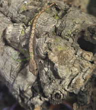 Load image into Gallery viewer, Hawaiian Mourning Gecko for sale on Reptanicals