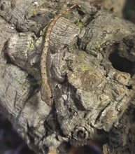 Load image into Gallery viewer, Hawaiian Mourning Gecko for sale on Reptanicals