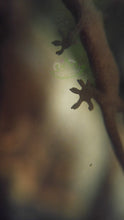 Load image into Gallery viewer, Mourning Gecko feet on glass with backlight Reptanicals