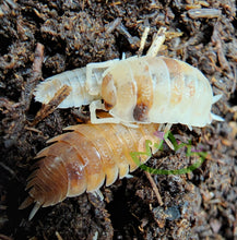Load image into Gallery viewer, Orange koi scaber isopods for sale on Reptanicals