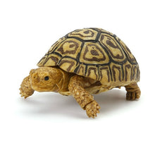 Load image into Gallery viewer, Bandai Kame 05 juvenile baby Leopard Tortoise figurine for sale Reptanicals