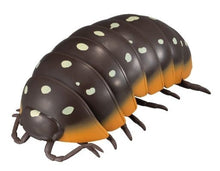 Load image into Gallery viewer, Montenegro Isopod for sale Dangomushi 05 Reptanicals