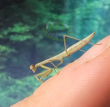 Load image into Gallery viewer, Chinese Praying Mantis L3-L4