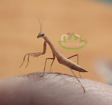 Load image into Gallery viewer, L2 European Praying Mantis for sale beneficial insects