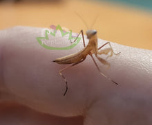 Load image into Gallery viewer, Body segments of European praying mantis nymph