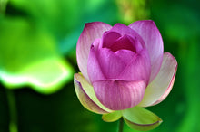 Load image into Gallery viewer, lotus flower