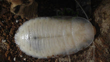 Load image into Gallery viewer, Recently molted Madagascar Hissing Cockroach