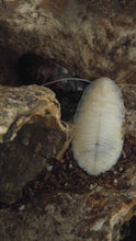 Load image into Gallery viewer, Molted Cockroach next to regular hissing cockroach Reptanicals