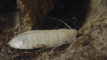 Load image into Gallery viewer, Side view of cockroach unique feeder insect for sale