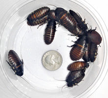 Load image into Gallery viewer, Madagascar Hissing Cockroaches for sale 1-2in