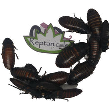 Load image into Gallery viewer, Large reptile feeder insects for sale