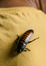 Load image into Gallery viewer, Feeder Roaches for sale Reptanicals