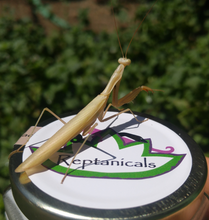 Load image into Gallery viewer, Live Chinese Praying Mantis for Sale reptanicals