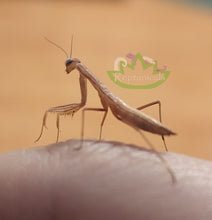 Load image into Gallery viewer, Mantis religiosa nymph praying mantis