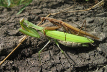 Load image into Gallery viewer, European Praying Mantids Mating on bark