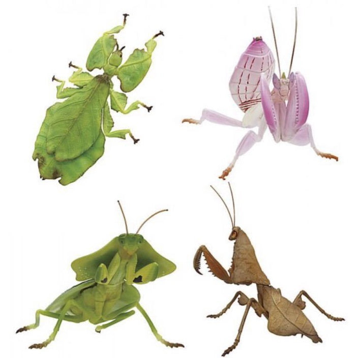 Giant Malaysian Leaf Insect Figure : Gitai Kontyu Set by