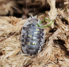 Load image into Gallery viewer, Mardi Gras Dalmatian Isopods for sale Exotic clean up crew for reptiles