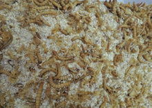 Load image into Gallery viewer, Feeder Feast with Mealworms Reptanicals.com