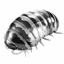 Load image into Gallery viewer, Silver Metallic Zebra Dangomushi for sale Reptanicals