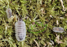 Load image into Gallery viewer, Shiro utsuri isopod with young Nesodillo (previously cubaris sp)