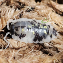 Load image into Gallery viewer, Oniscus asellus Mardi Gras Dalmatian isopods for sale Reptanicals