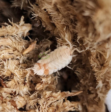 Load image into Gallery viewer, Porcellio scaber orange dalmation isopod over tan moss