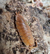 Load image into Gallery viewer, Orange isopods for sale Porcellio laevis