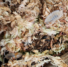 Load image into Gallery viewer, White and orange isopods camouflaged in sphagnum moss Porcellio scaber orange dalmatian