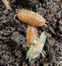 Load image into Gallery viewer, Porcellio scaber isopods on Reptanicals' Bug Bedding isopod substrate