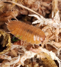 Load image into Gallery viewer, Orange laevis isopods for sale Reptanicals