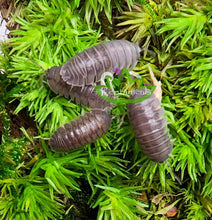 Load image into Gallery viewer, Molting Armadillidium Sicily Orange Stripe isopods on green moss