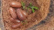 Load image into Gallery viewer, Orange Roly Poly isopods inside nut shell