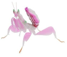 Load image into Gallery viewer, Orchid Mantis Figure : Gitai Kontyu Set by Takara Tomy A.R.T.S