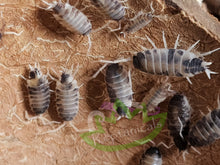 Load image into Gallery viewer, Oreo crumble Porcellio pruinosus isopods