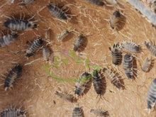 Load image into Gallery viewer, Oreo crumble isopods for sale on Reptanicals