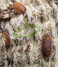 Load image into Gallery viewer, Orin's Calico Isopods on moss blanket