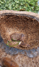 Load image into Gallery viewer, Orin's calico isopods in nut shell on live moss