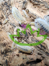 Load image into Gallery viewer, P. Scaber Dalmatian Isopods Reptanicals