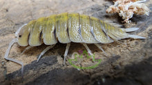 Load image into Gallery viewer, Porcellio bolivari isopod side view close up Reptanicals