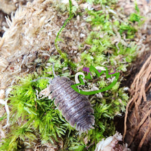 Load image into Gallery viewer, P. dilatatus Giant Canyon Isopod Reptanicals