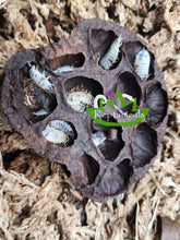 Load image into Gallery viewer, P. laevis Dairy Cow Isopods for sale Reptanicals