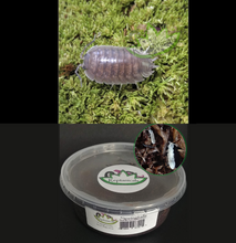 Load image into Gallery viewer, Porcellio laevis with tropical white springtails for sale Reptanicalsop.com