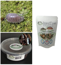 Load image into Gallery viewer, Gray laevis wild type isopods springtails and Isopod Feast from Reptanicals