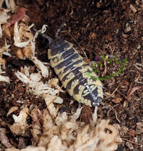 Load image into Gallery viewer, Porcellio ornatus isopods for sale Reptanicals