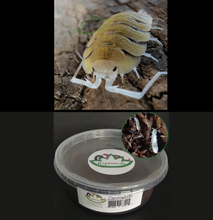 Load image into Gallery viewer, Bolivari yellow isopods with Springtails in peat moss